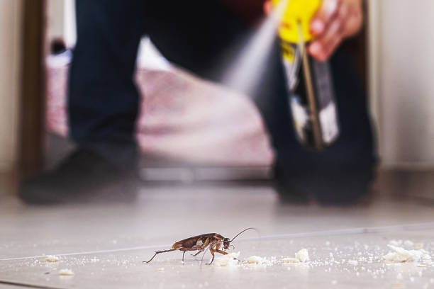 Best Bed Bug Extermination  in Shil, OH